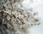 Blossoming -  8 x 12 fine art film photograph