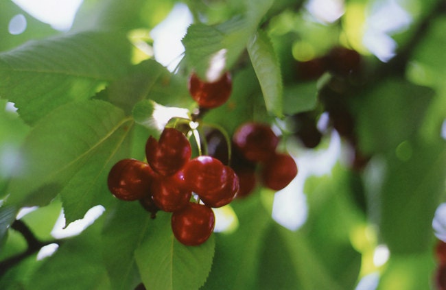 Les Cerises. 8 x 12 cherries  film photograph