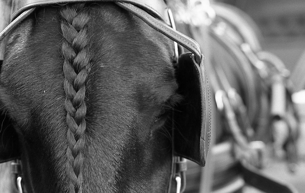 Black and white film photograph. Mane Of The Black Shining Horse