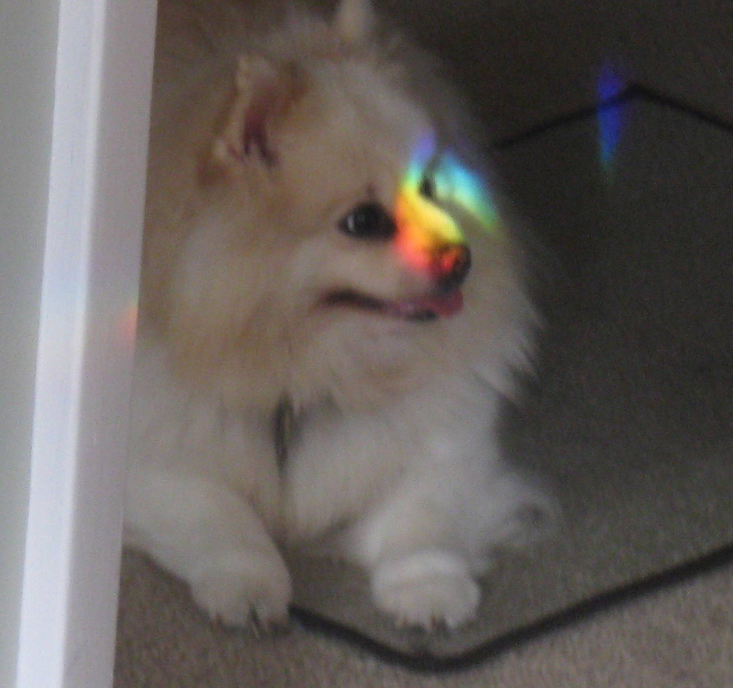 Catch a Rainbow