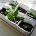 Heirloom Seed Kit in Paper Envelopes