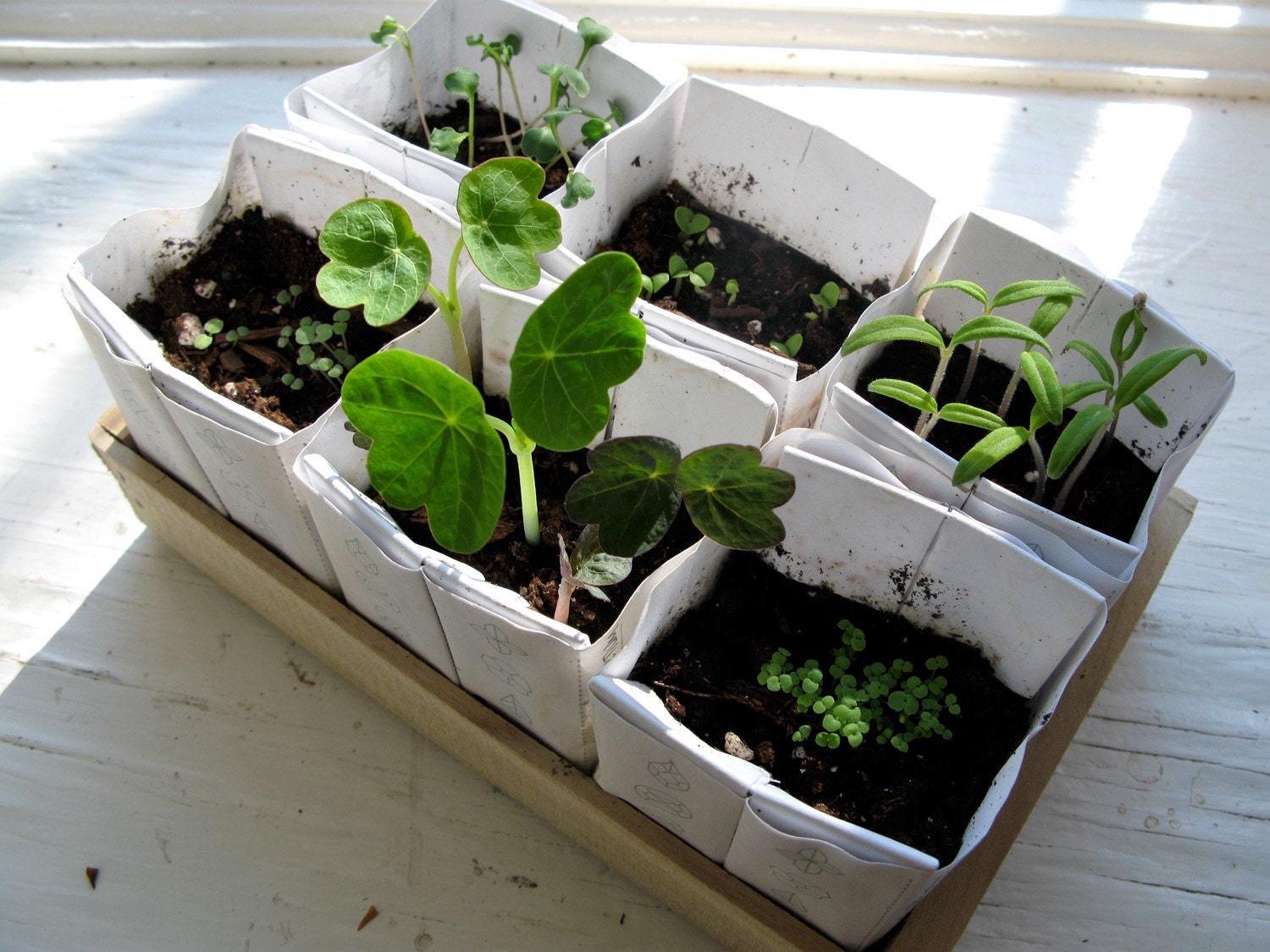 Heirloom Seed Kit in Wooden Box