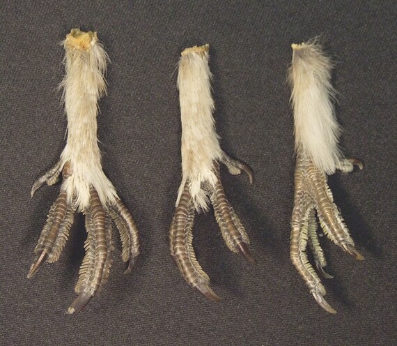 GROUSE LEGS real bird feet/talons for taxidermy by ChimeraCurio