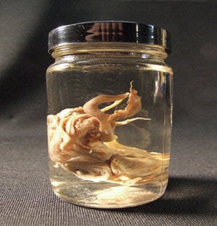 SQUID HEAD SPECIMEN wet preserved real sea animal in jar for cabinet of curiosities or natural history biology display