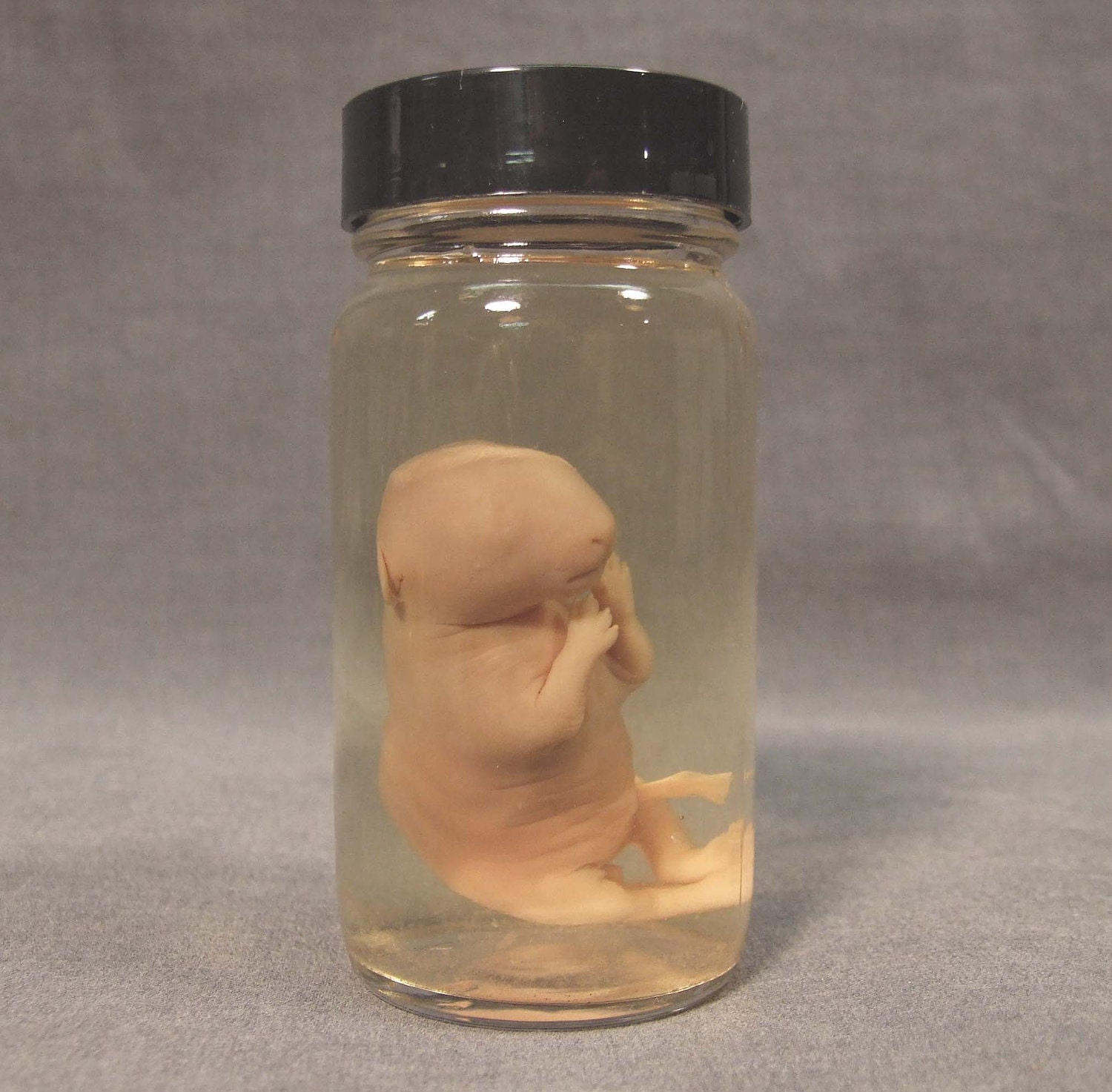 Animal Fetus