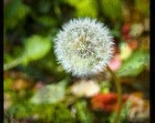 The Lonely Dandelion 10x10 ttv photograph print
