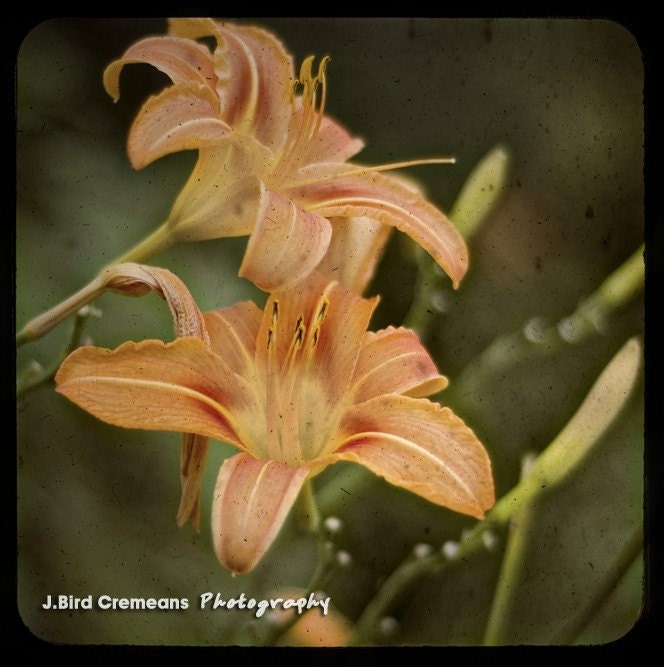 Sunshine in the Morning 10x10 TTV photograph