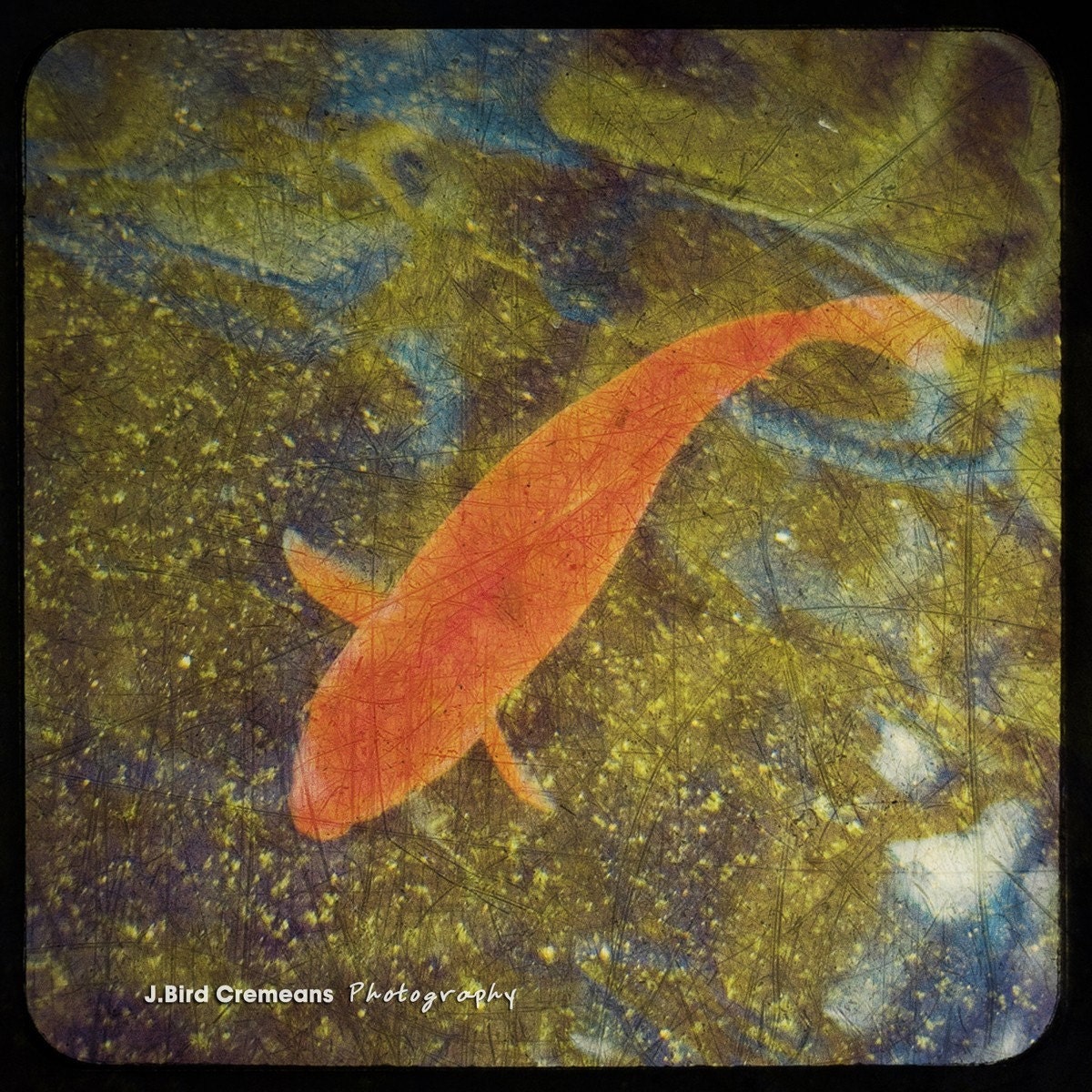 Koi Fish 8x8 ttv style photographic print