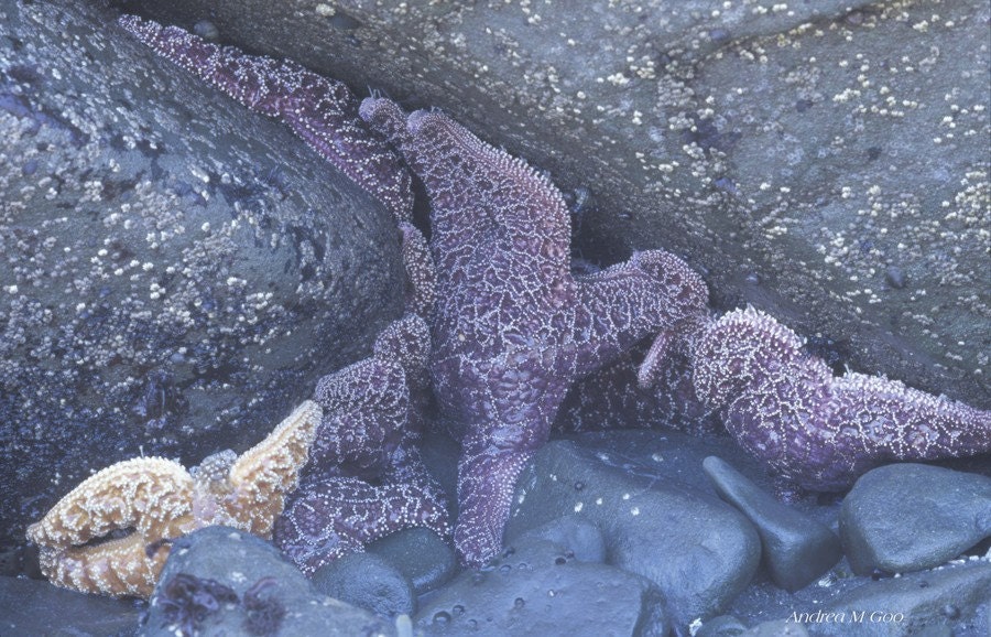Starfish - photograph