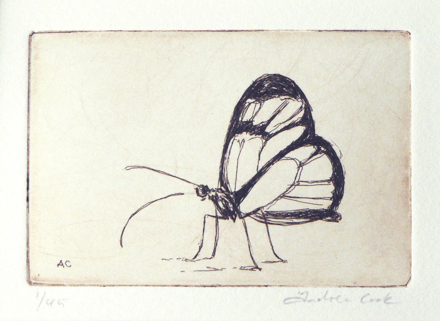 original etching of a butterfly