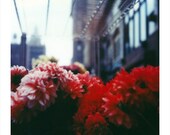 red flower district (8 x 10 polaroid print)