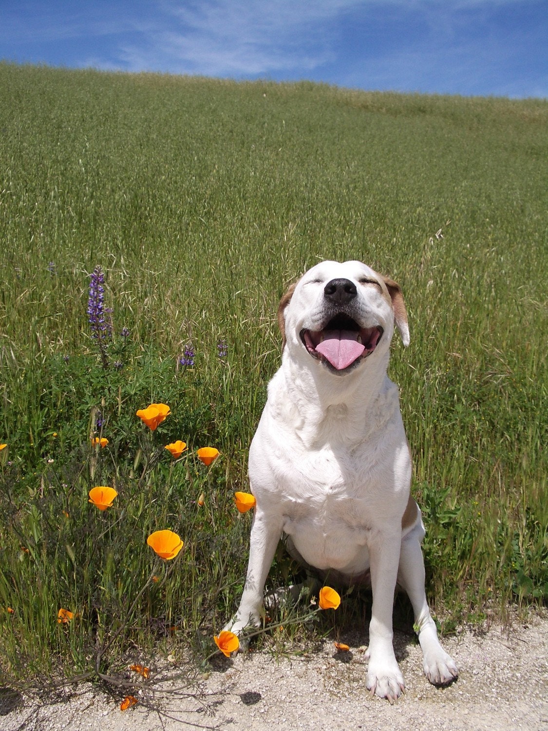 Pit Bull Mutt Rescue Dog Smiling Blanche Cards-Set of 2