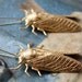 Cicada Metamorphosis Insect Earrings