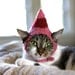 Jovie the Elf Cat Hat Christmas Pet Costume