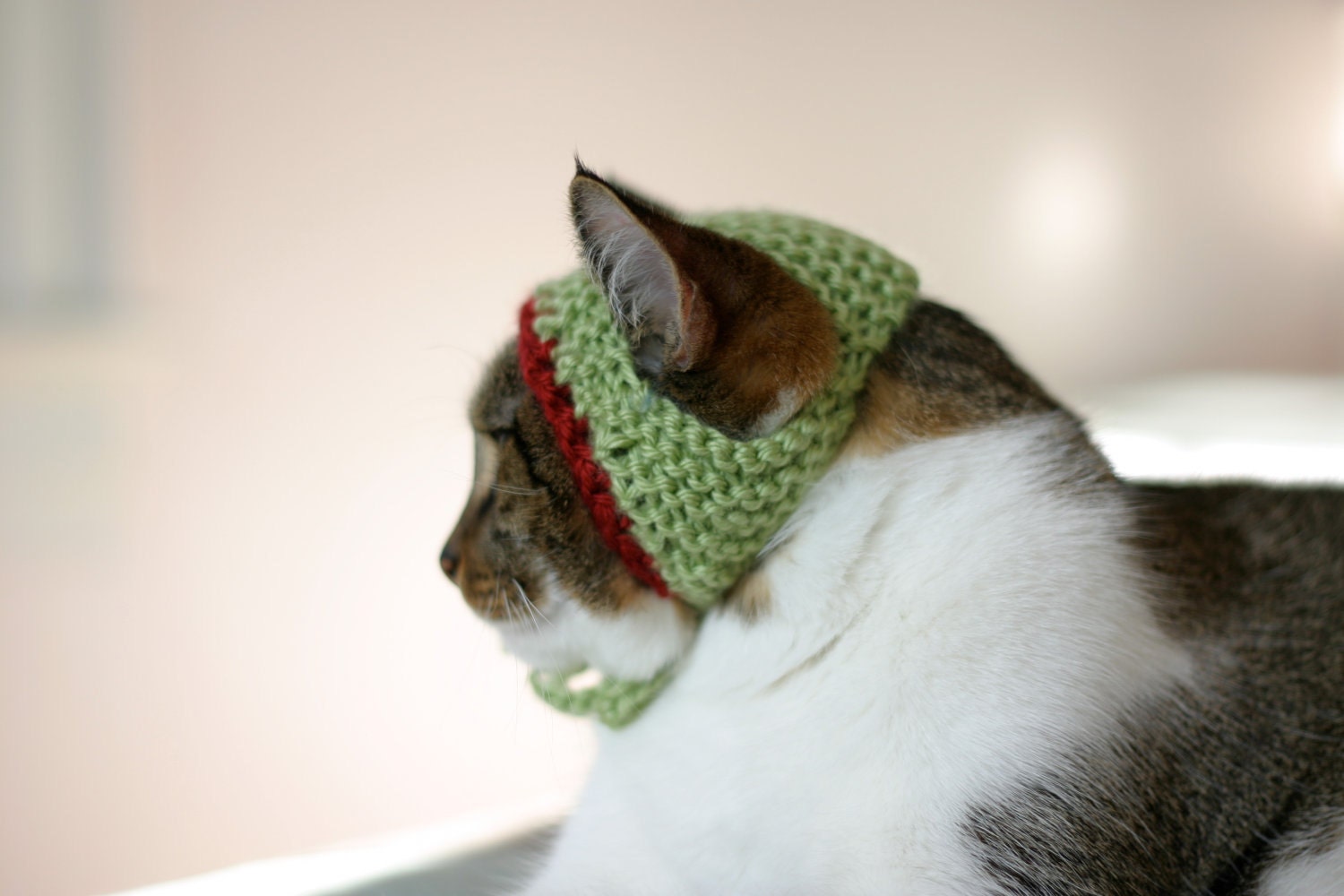 Green Christmas Cat Hat with Red Trim