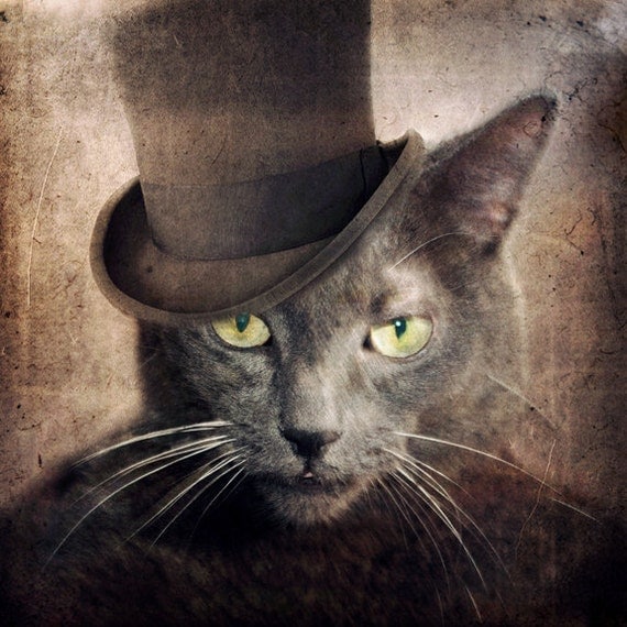 Russian Blue Cat Gray Cat Animal Photography Art by TheLonelyPixel