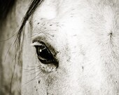 11 x14 fine art horse image metallic photo