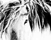 11x14 fine art metallic horse photograph