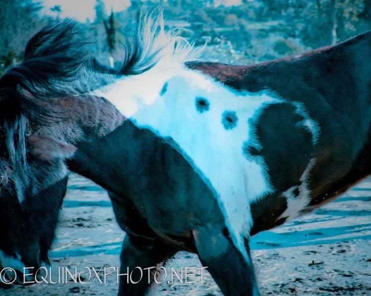 11x14 fine art horse metallic photograph
