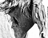 11x14 fine art horse metallic photograph mustang