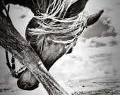 11x14 black and white fine art horse photo