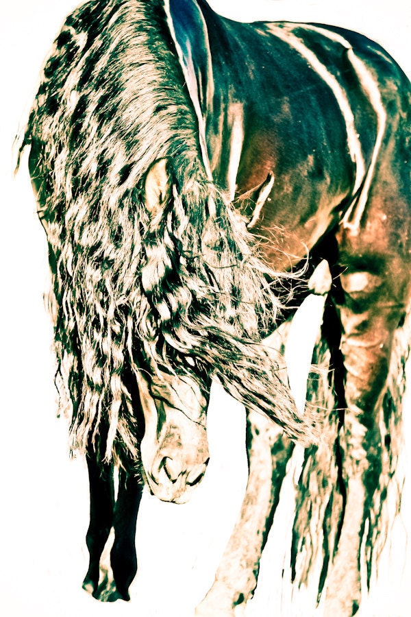 11x14 fine art horse metallic photograph