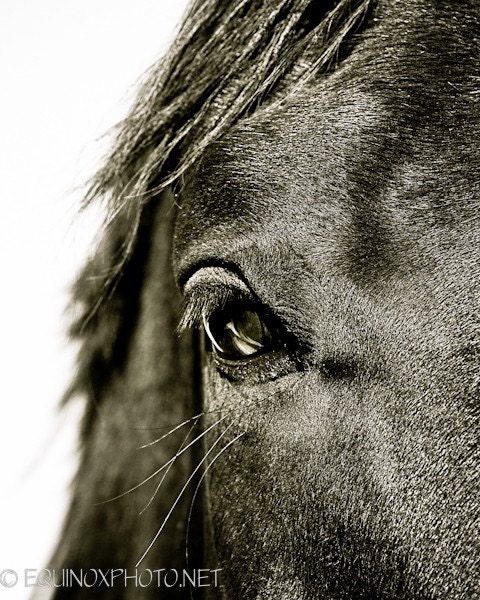 11x14 fine art horse metallic photograph