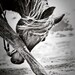 11x14 black and white fine art horse photo