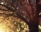 tree sunlight nature photograph 8x12