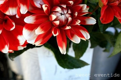 Dahlias, floral, red, white, kitchen art, bold, cheerful - SweetEventide