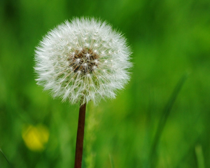 Dandelion Wishes - Nature Photo - Dandelion - Fine Art Photograph by Kelly Warren