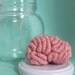 Specimen Jar Brain Anatomical Curio Medium Sized No.2