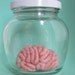 Specimen Jar Brain Anatomical Curio Medium Sized No.2