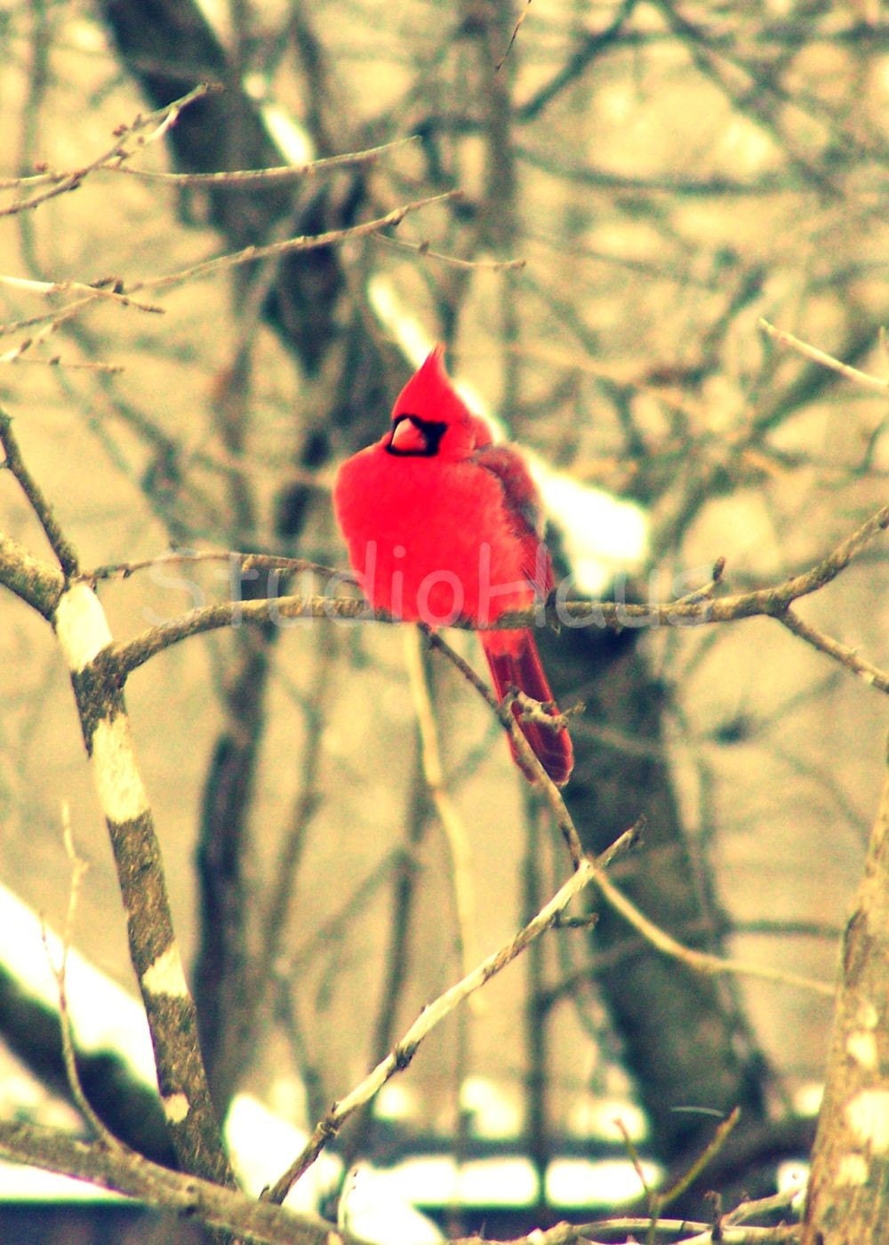 BOGO 50% off -  CYBER SALE -- Big Red - 5x7 or 5x5 - Fine Art Photography Print