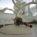 Altered Key Embellishment - Scrapbook Supplies - Key Charm