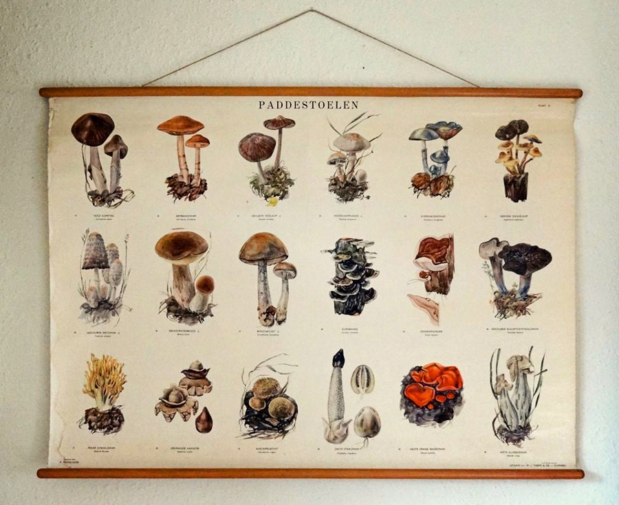 vintage botanical poster, mushroom identification chart from the Netherlands (no. 2)