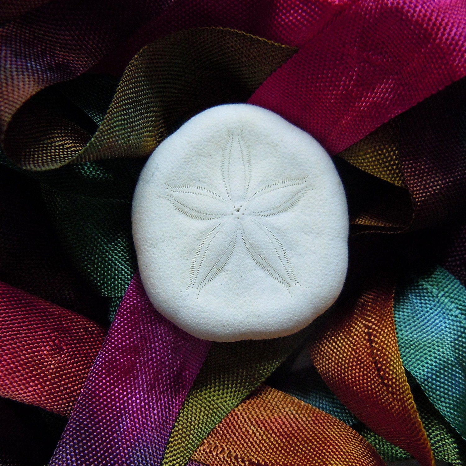 Sand Dollar Boutonniere or Corsage - Just a Sand Dollar