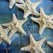 One Dozen Crystal Starfish for a Wedding Bouquet or Centerpiece