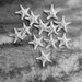 One Dozen Crystal Starfish for a Wedding Bouquet or Centerpiece
