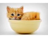 Jasper in Bowl, Cat Photo, 8x10 Cute Cats, Cute Kitty Photo - justamoment