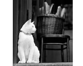 Cat and Bread, Cute Cat Photo, White Cat, Brooklyn, NY