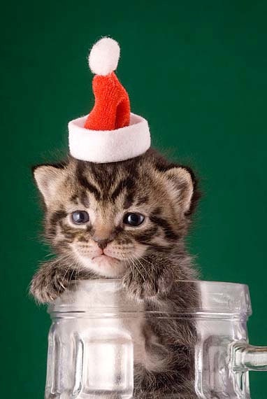 Kitten in Mug with Santa Hat, Cute Kitten