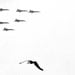 Seagull and Fighter Jets, Air Show, Humor