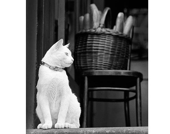 Cat and Bread, Cute Cat Photo, White Cat, Brooklyn, NY