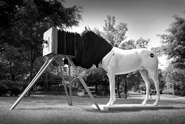 Horse and Camera - Photography Sculpture - Photo Print
