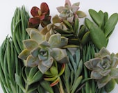 succulent plant cuttings variety small box of desert garden cuttings