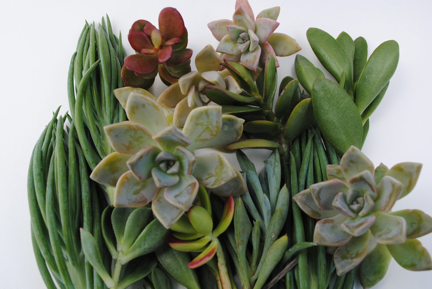 succulent plant cuttings variety small box of desert garden cuttings