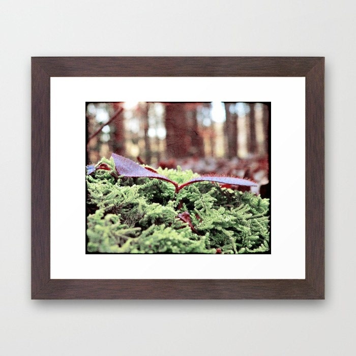 Tiny Tree - Fine Art Photography Print - Framed 12 x 10