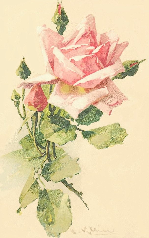 Soft Pink Rose Reproduction Cotton Fabric Art Print 2.5X4" Applique