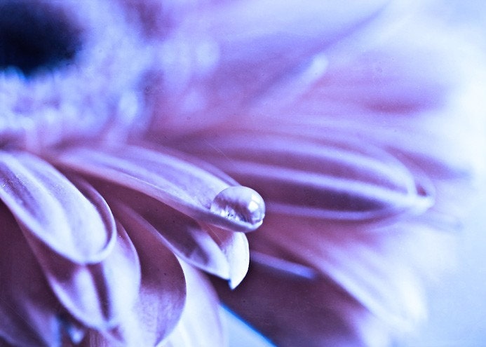 Fading - 5x7 Fine Art Print
